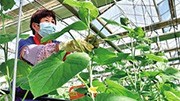 科技興農(nóng)開(kāi)花結(jié)果