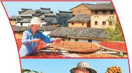 端穩(wěn)中國飯碗：全國大部分地區(qū)秋糧長勢較好